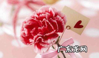 康乃馨是什么花 康乃馨是什么