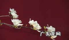 玉兰花是什么颜色 玉兰花是什么