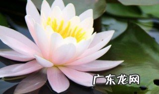 睡莲花语大全 睡莲花语和诗句