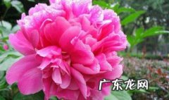 冬天牡丹移植后第二年开花 牡丹春天移植,为什么第二年不开花
