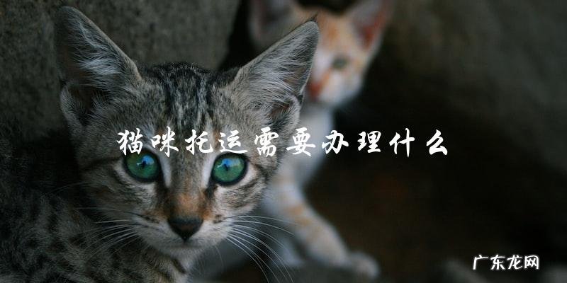 猫咪托运需要办理哪些手续?