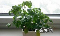 幸福树叶子全干了是怎么回事 幸福树干叶子怎么回事