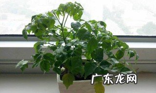 幸福树叶子全干了是怎么回事 幸福树干叶子怎么回事