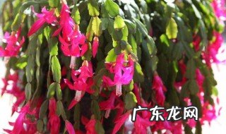 蟹爪兰开花什么用肥料好 蟹爪兰开花什么用