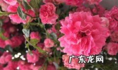 西府海棠可以嫁接什么果树 西府海棠可以嫁接什么