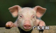 猪是属于哪类动物?什么科? 猪属于什么类什么科的动物