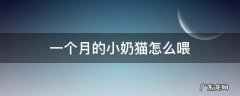 一个月的小奶猫怎么喂 一个月的小奶猫怎么喂胖