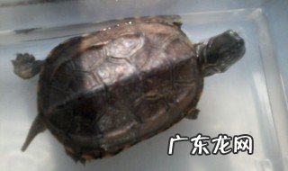 中华草龟干养还是水养 中华草龟用水养吗