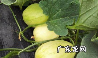 实拍甜瓜的嫁接方法,想学的赶紧看! 甜瓜的嫁接有几种方法?
