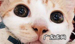 养猫咪好还是养兔子好 养猫好还是养兔子好