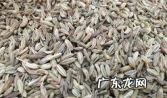 小茴香种子怎么催芽 小茴香种子催芽方法