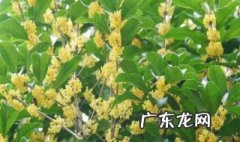 桂花会不会3月份开花 桂花会不会3月份开花呢