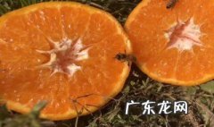 哪个地区的丑橘好吃 哪些省份可以种植丑橘