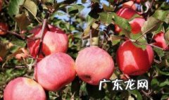 房老师关于苹果树补钙时间 苹果树补钙几月份最好