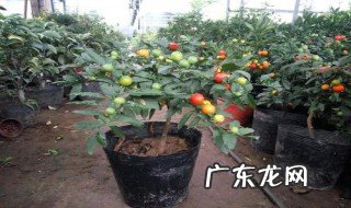 吉庆果盆景的养殖方法 吉庆果盆景的养殖方法和注意事项