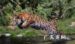 老虎跑的速度是多少 老虎跑的速度是多少公里