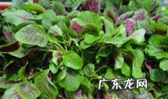 野生苋菜可不可以晒干了冬天吃 野生苋菜可不可以晒干了冬天吃呢