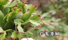 朱顶红 开完花 朱顶红有花苞可不可以换盆
