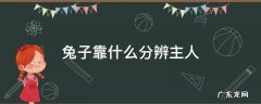 兔子根据什么认主人 兔子靠什么分辨主人