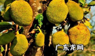 菠萝蜜可不可以种在室内 菠萝蜜可不可以种
