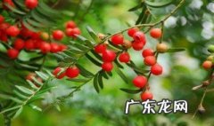 适合四川种植的树苗 四川适合种那些名贵树种