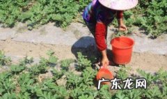西瓜什么时候浇水好呢 西瓜什么时候浇水好