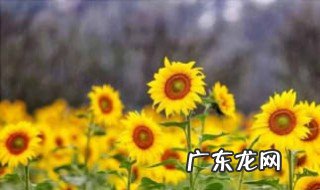 向日葵深水养还是浅水养 向日葵鲜花如何水养