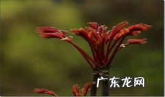香椿怎么做最好吃视频 香椿怎么做最好吃