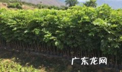 四川可以种黄花梨树吗 四川能不能种黄花梨
