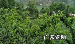 贵州毕节地区适合种植什么 贵州省毕节适合种植养植什么