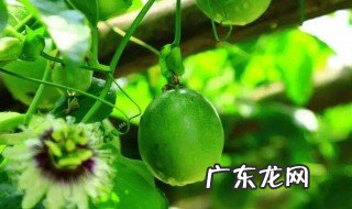 百香果的叶子掉了是怎么回事儿 百香果的叶子掉了是怎么回事