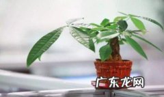 小盆栽发财树的养法视频 小盆栽发财树的养法