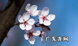 太原圪僚沟樱花几月开 太原圪僚沟樱花几月开2022