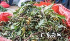 蒲公英可不可以晒干了再吃 蒲公英可不可以晒干了再吃呢