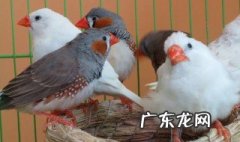 怎样饲养珍珠鸟的幼鸟图片 怎样饲养珍珠鸟的幼鸟