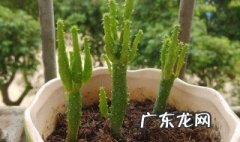 膨珊瑚怎么修剪 膨珊瑚怎么修剪好看