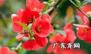 木瓜海棠怎么修剪 木瓜海棠怎样修剪