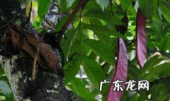 紫色峨眉豆的功效与作用 紫色峨眉豆的功效与作用是什么