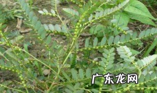 下叶珠的功效 株下叶的功效与作用