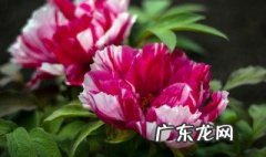 农用磷酸二氢钾可以浇花吗 磷酸二氢钾可以浇花吗