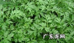 新鲜艾叶草的功效与作用 艾叶草的功效与作用