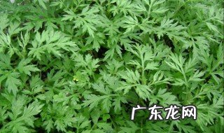 新鲜艾叶草的功效与作用 艾叶草的功效与作用