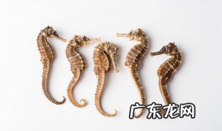 海马便的功效与作用