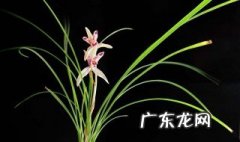 蝶兰花有什么作用 蝶兰花茶的功效与作用