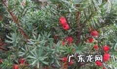 红豆杉树有什么功效与作用 红豆杉树的功效和作用