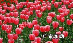 不怕冻的绿植 北方室外耐寒的花卉有哪些