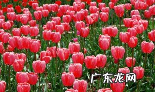 不怕冻的绿植 北方室外耐寒的花卉有哪些