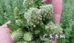 猫薄荷咋种土培 猫薄荷咋种土培好
