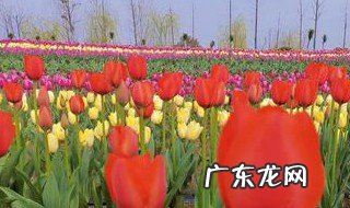 郁金香怎么养在水中 郁金香怎么养