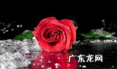 请问美国的国花是什么花 美国国花是什么花名